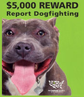DogFightingreward