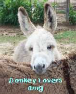 donkey lover