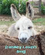 donkey web ring